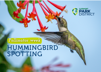Hummingbird drinking from a native honeysuckle